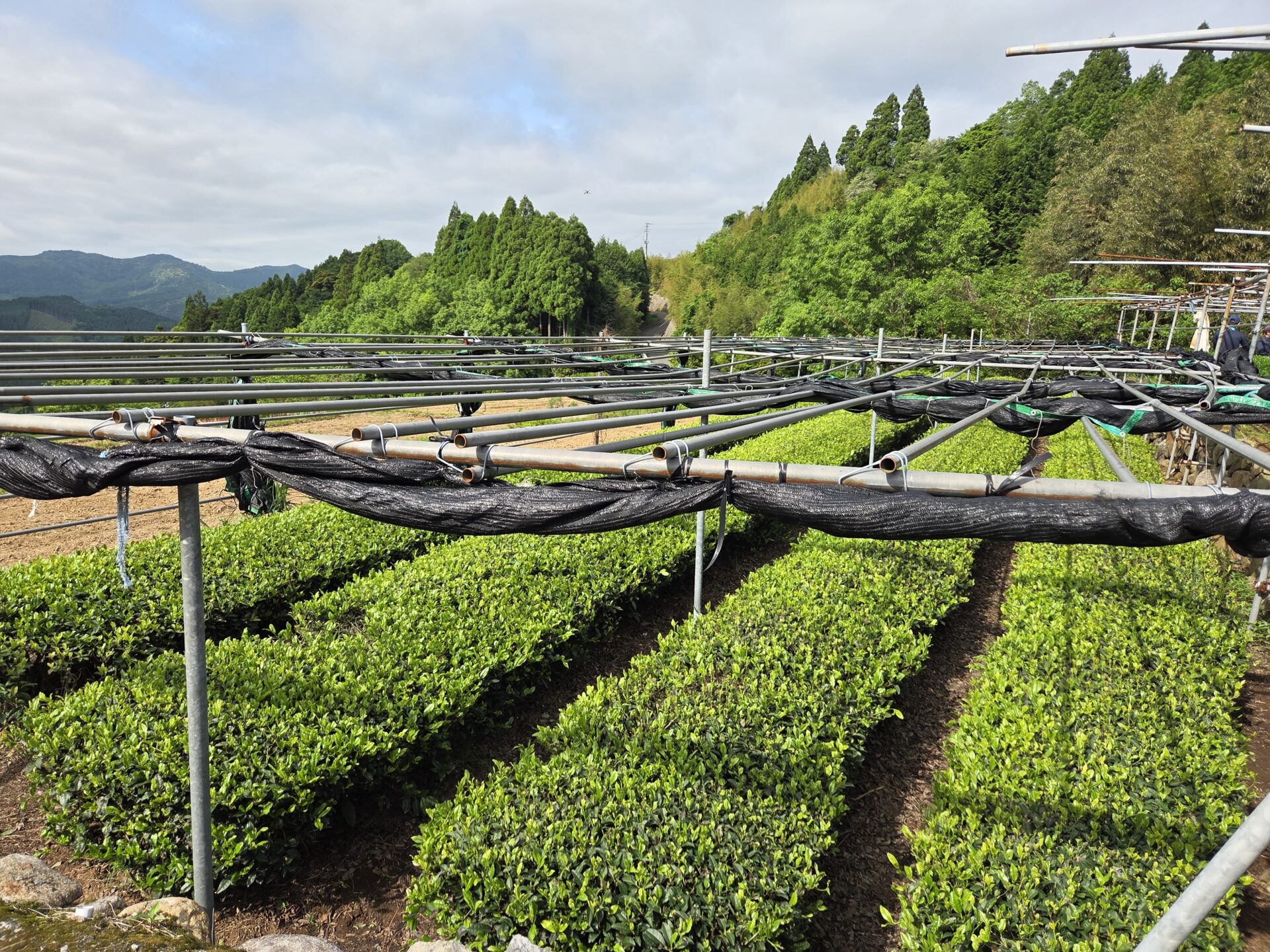 新茶情報！抹茶編 | 日本茶・深蒸し茶・抹茶なら【田頭茶舗】広島や